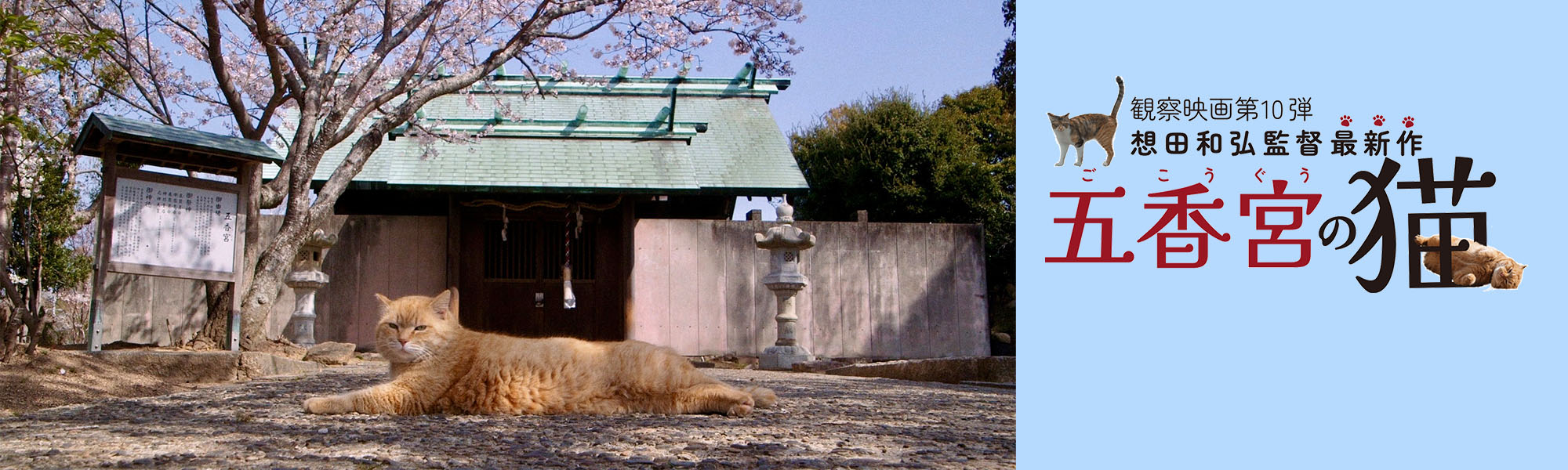 五香宮の猫