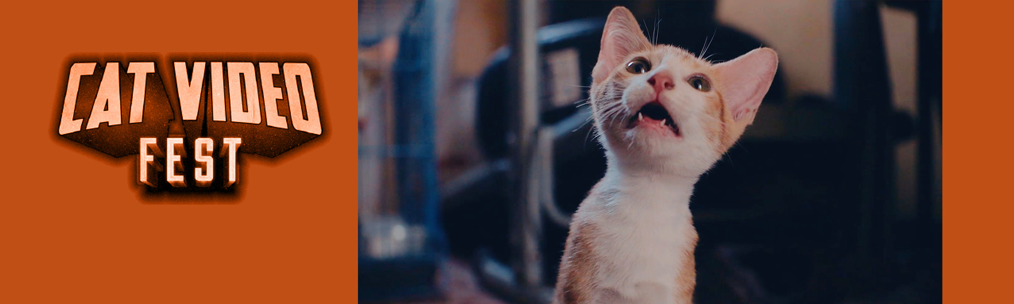 CatVideoFest